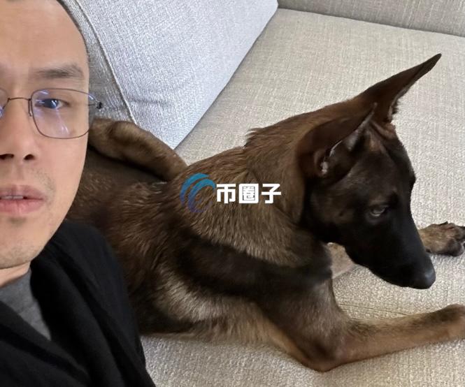 赵长鹏宠物犬名叫Broccoli(花椰菜)！BNB Chain上相关Meme币泛滥